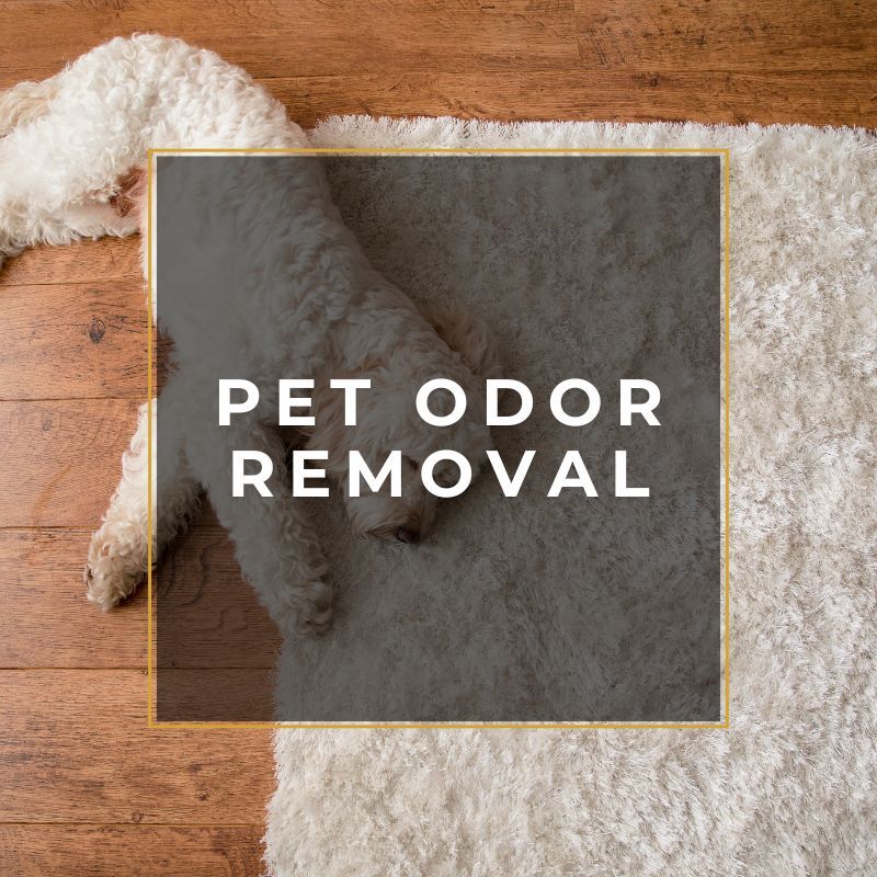 Pet Odor Removal Service Near You